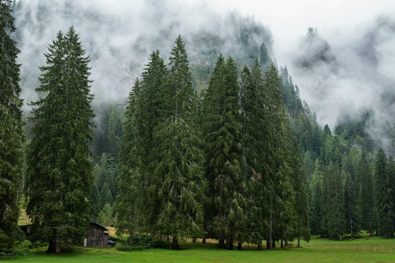 A quiet wooded setting used as an illustrative household planning photograph